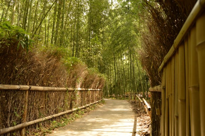 Arashiyama Bamboo Forest