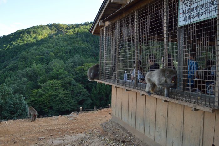 Monkey forest