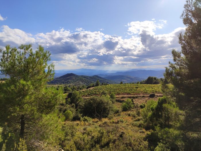 Pasanau wineyard