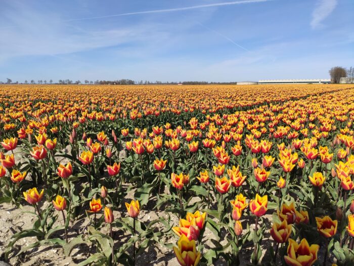 Noordoostpolder in Flevoland