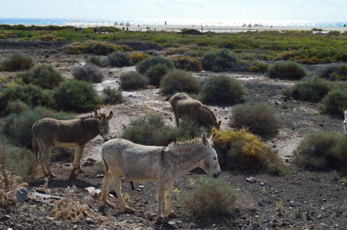 Cofete beach