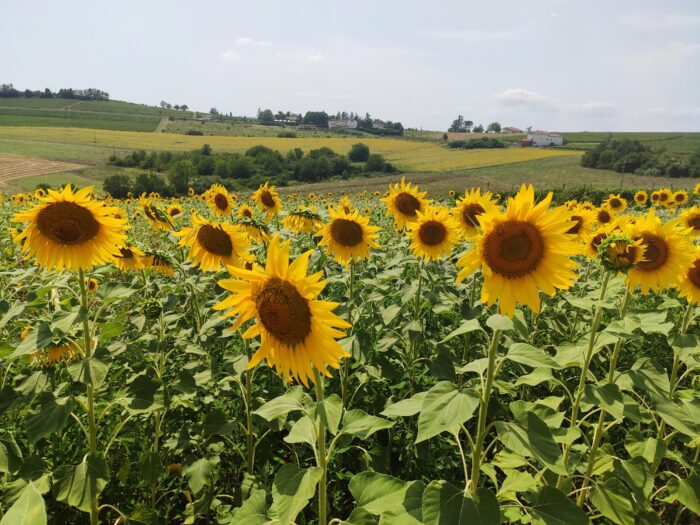 Monferrato day trip: wine and views - My traveling cam