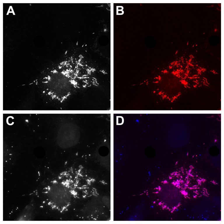 FluoTag-Q anti-GFP AF568