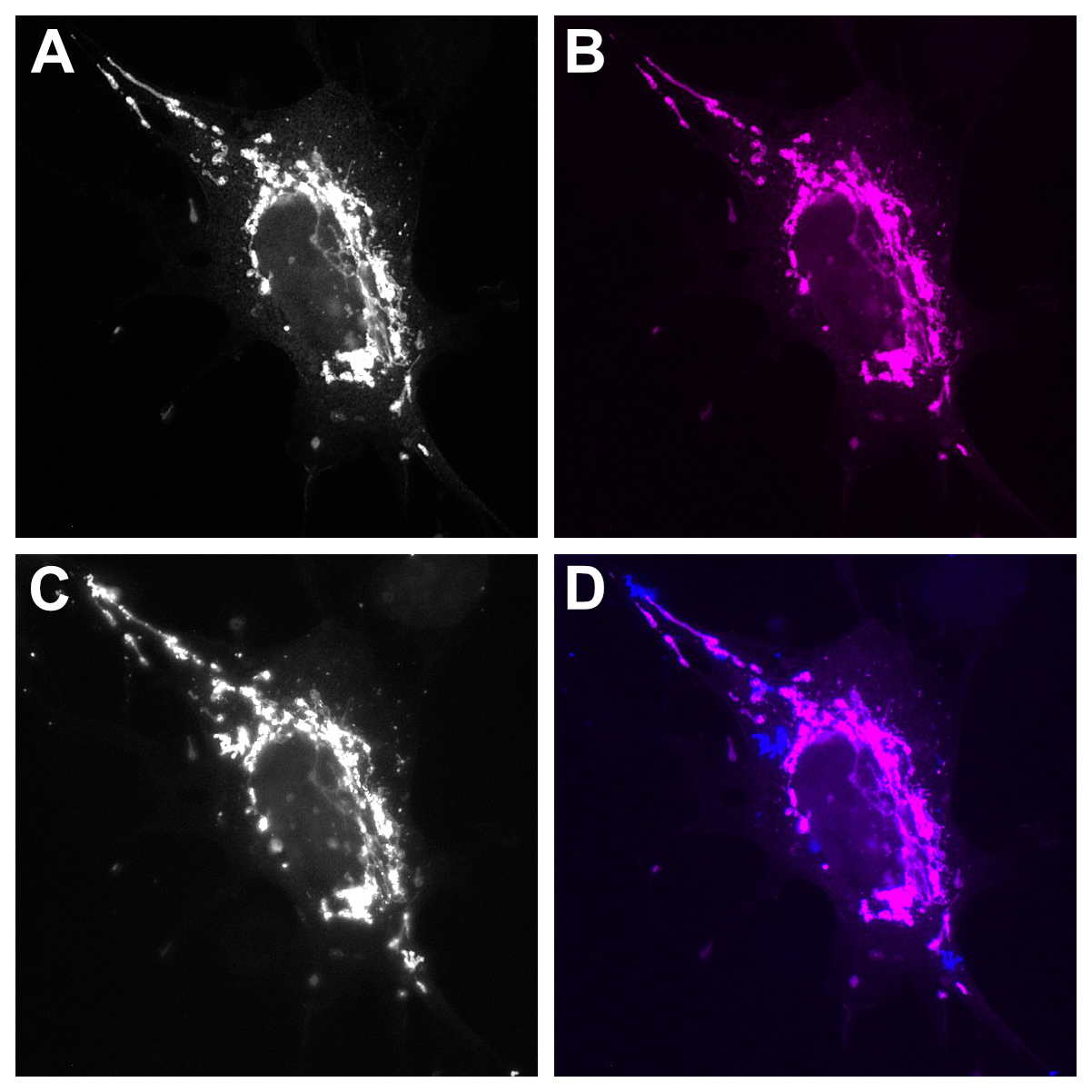 FluoTag®-Q anti-GFP - NanoTag Biotechnologies