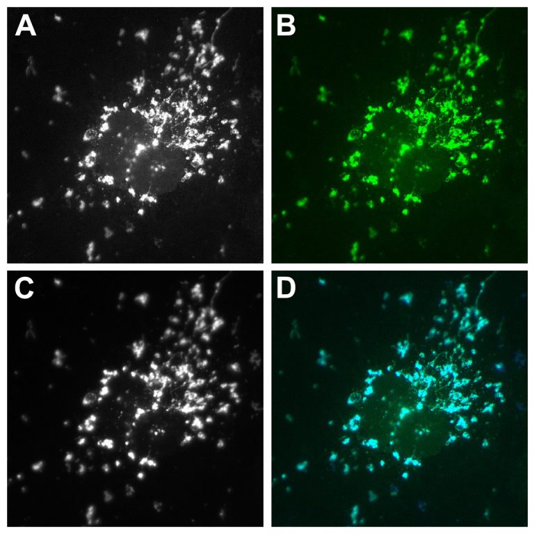 FluoTag-Q anti-GFP At488