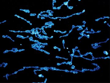 ANTERMIA  ミニアトューラ　シルバー FluoTag®-X4 anti-RFP - NanoTag Biotechnologies