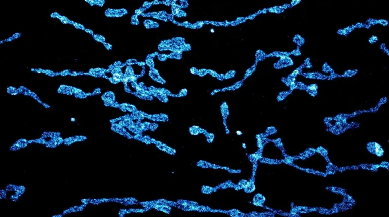 N0304-JF635B-L_FluoTagX4-GFP