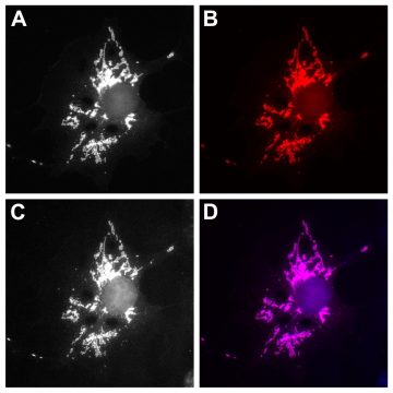 FluoTag®-X4 anti-GFP - NanoTag Biotechnologies