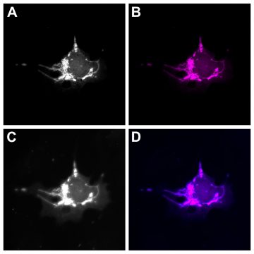 FluoTag®-X4 anti-GFP - NanoTag Biotechnologies