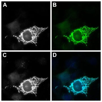 FluoTag-X4 anti-GFP At488