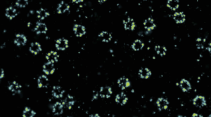 sdAb anti-GFP