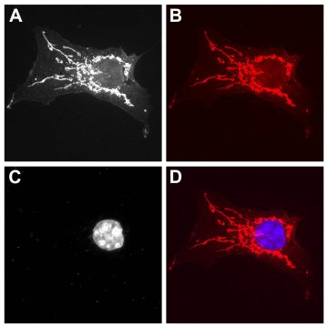 ANTERMIA  ミニアトューラ　シルバー FluoTag®-X4 anti-RFP - NanoTag Biotechnologies