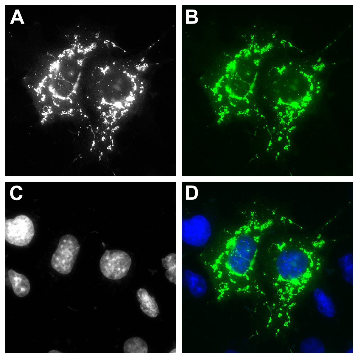 ナヨン SIGNAL サノク FluoTag®-X4 anti-RFP - NanoTag Biotechnologies