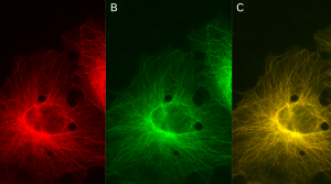 FluoTag®-X2 anti-mScarlet-i