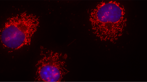 FluoTag®-X4 anti-Rabbit IgG