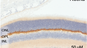 Recombinant anti-PSD95 antibody (rHcAb)