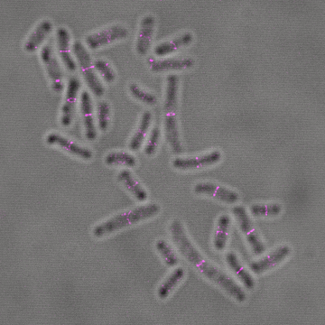 FluoTag-X2 anti-ALFA At488_STED E.coli
