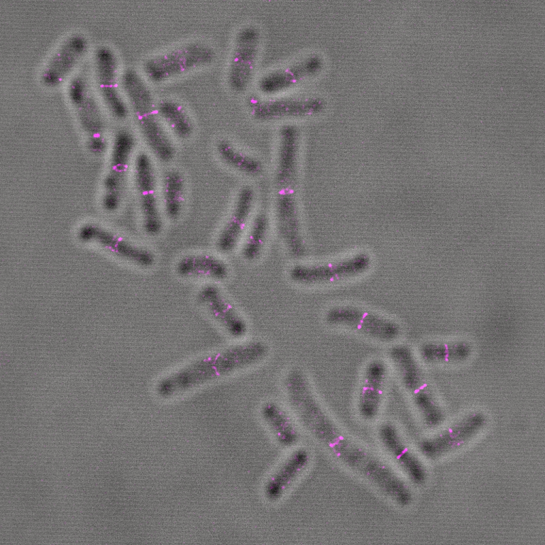 FluoTag-X2 anti-ALFA At488_STED E.coli