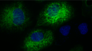 Recombinant anti-ALFA antibody (rHcAb)
