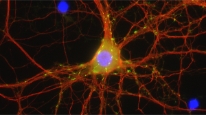 sdAb anti-Mouse IgG2a/b