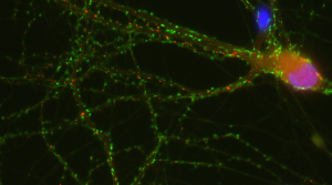 FluoTag®-X2 anti-Syt1 Cytosolic Domain (7D5)