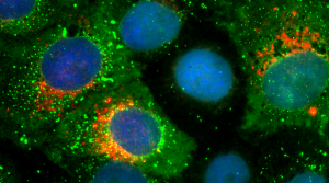 FluoTag®-Q anti-SARS-CoV-2 Spike protein S1