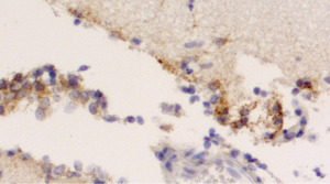 Recombinant anti-SARS-CoV-2 Spike protein S1 antibody (rHcAb)