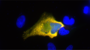 N3601_AF568_FluoTagQ anti-SARS-CoV2-Nucleocapsid