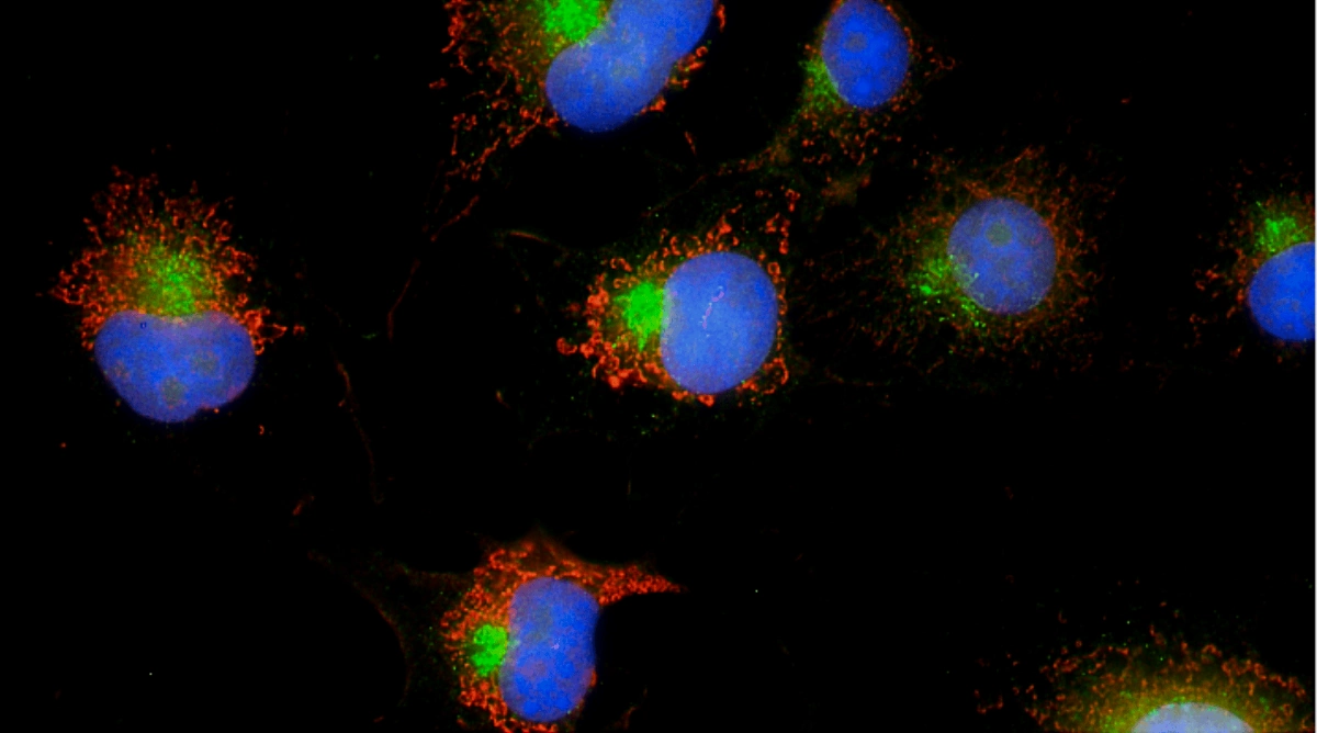 FluoTag®-X2 anti-Rabbit IgG - NanoTag Biotechnologies
