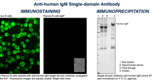 sdAb anti-Human IgM