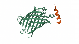 GFP-ALFA Control Protein