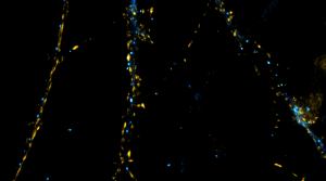 SyliteD1.1 anti-Gephyrin