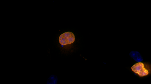 Recombinant anti-GFP antibody (rHcAb)