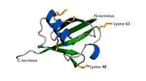 sdAb anti-Ubiquitin K63