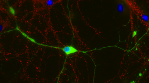 FluoTag®-X2 anti-CNPase