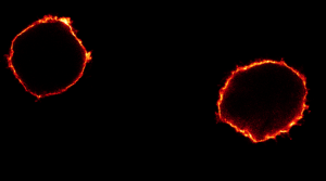 FluoTag®-X2 anti-CD45