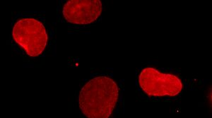 FluoTag®-X2 anti-Mouse Ig kappa light chain - NanoTag