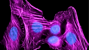 N4704_FluoTag®-X2 anti-Human IgG_NanoTag