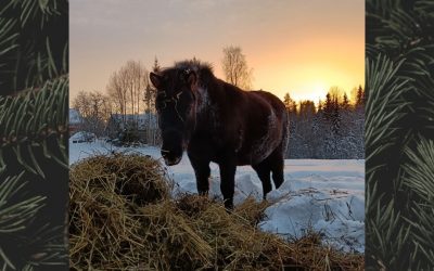 Aktivitet 14: Avbilda din häst