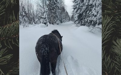 Aktivitet 4: Medveten skogstur