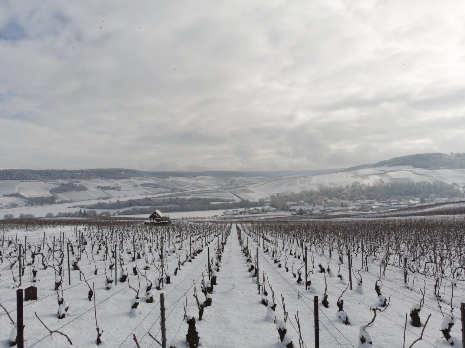 Vinmark om vinteren i Champagne ved De Sloovere-Pienne