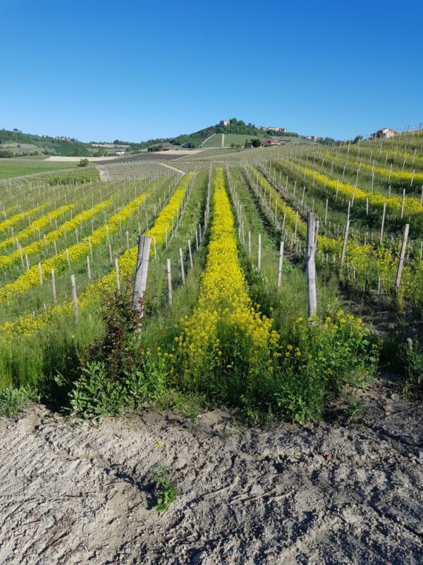 Vinmarken, Chirlet, hvor Simone Scaletta dyrker hans Cru Barolo Chirlet.