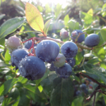 Amerikansk blåbær 'Hort Blue'