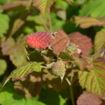 Loganbærbusk fra Naturplanteskolen