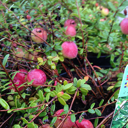 Tranebær 'Big Pearl' fra Naturplanteskolen