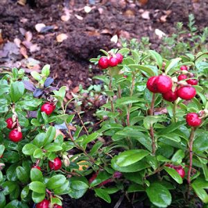 Tyttebær 'Koralle' fra Naturplanteskolen