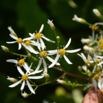 Koreansk astera fra Naturplanteskolen