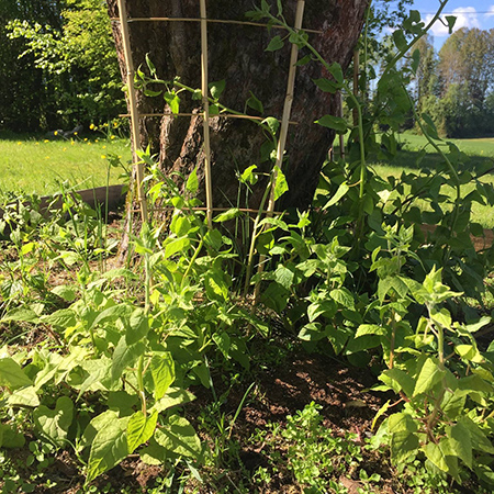 Spinatranke, økologisk (frø) - Naturplanteskolen