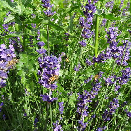 Lavendel 'Hidcote Blue' fra Naturplanteskolen