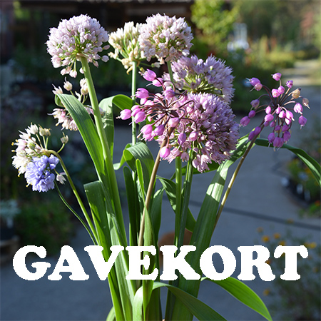 Gavekort fra Naturplanteskolen